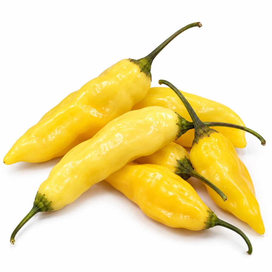 Piments Aji Lemon frais, cultivés pour la Ferme Clémentoise.