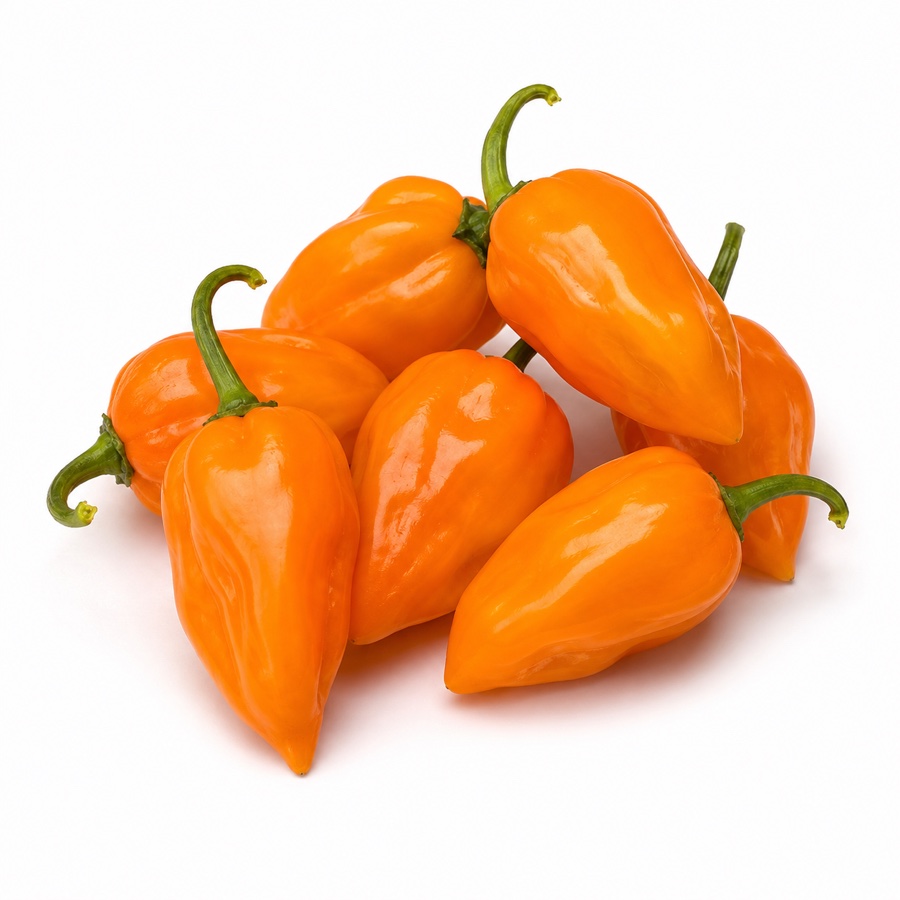 Piments Habanero Orange frais, cultivés pour la Ferme Clémentoise.