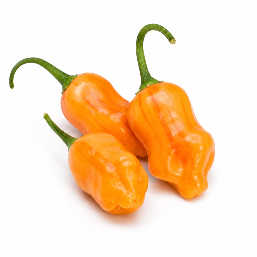 Piments Tangerine Tiger frais, cultivés pour la Ferme Clémentoise.