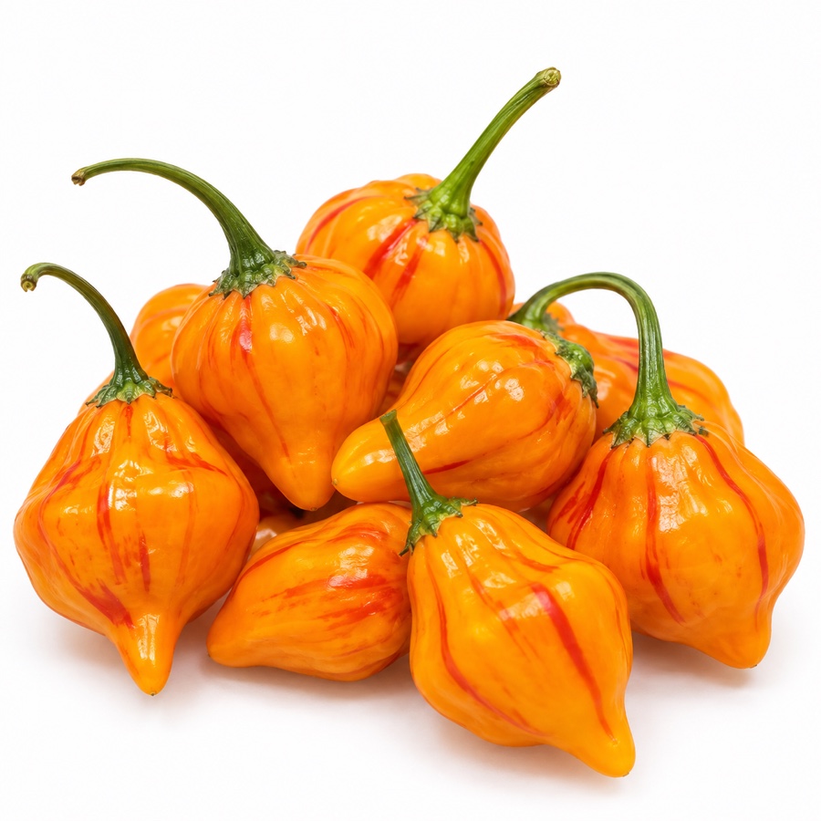 Piments Zebrange frais, cultivés pour la Ferme Clémentoise.